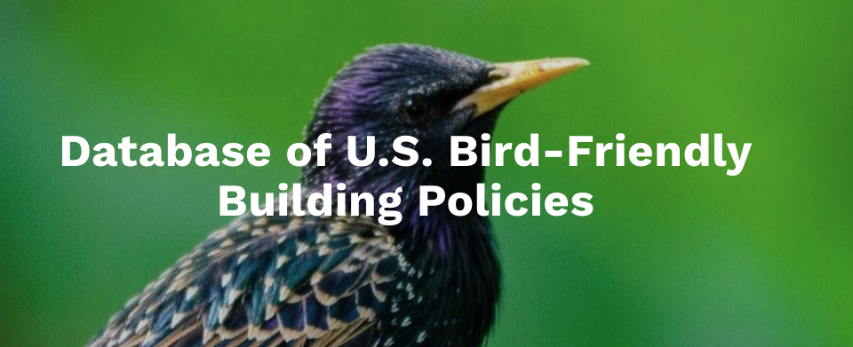 European Starling behind white words that say "Database of U.S. Bird-friendly Building Policies"
